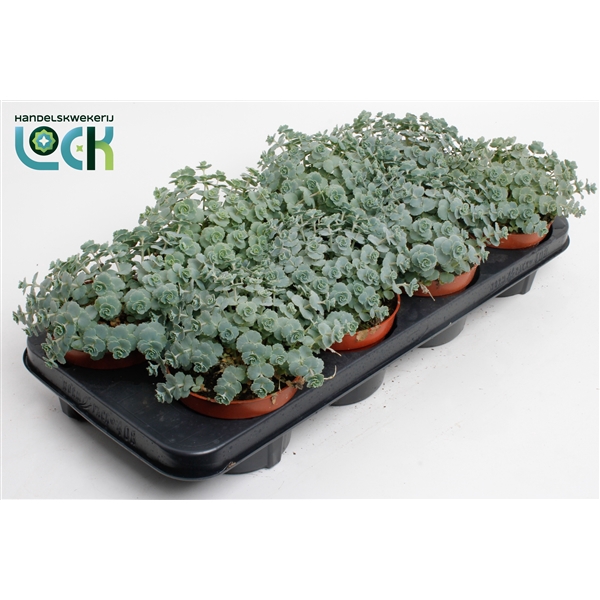 <h4>Sedum Siebolii</h4>