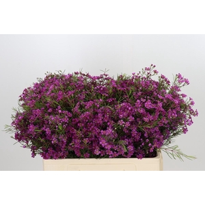 Chamelaucium Purple Rain