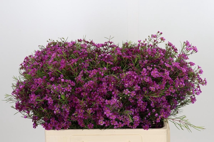 <h4>Chamelaucium Purple Rain</h4>