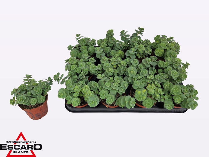 <h4>SEDUM SIEBOLDII</h4>