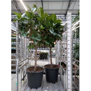 Ficus elastica 'Robusta'