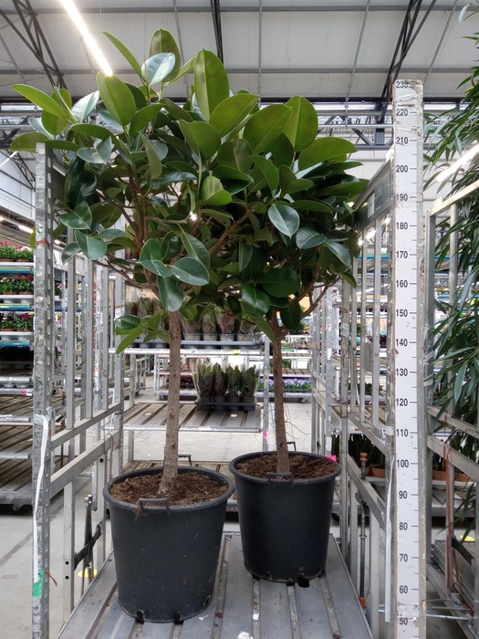 <h4>Ficus elastica 'Robusta'</h4>