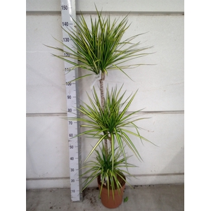 Dracaena marg. 'Sunray'