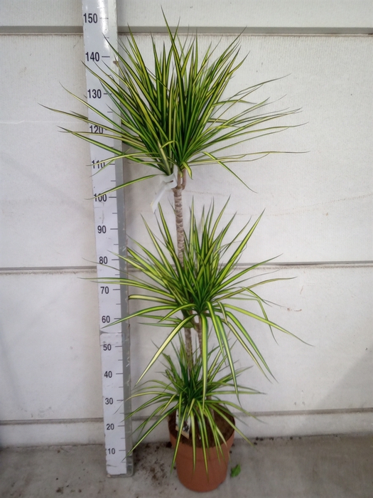 <h4>Dracaena marg. 'Sunray'</h4>