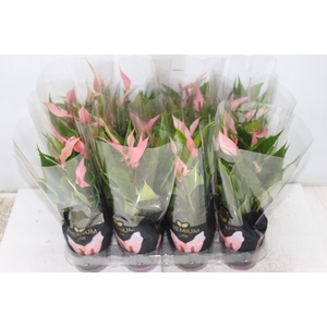 ANTHURIUM LILLI P09 PREMIUM