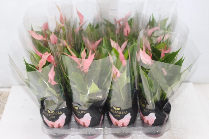 <h4>ANTHURIUM LILLI P09 PREMIUM</h4>