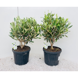 Olea europaea bush/clump