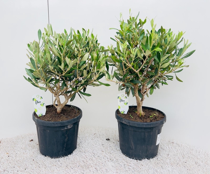 <h4>Olea europaea bush/clump</h4>