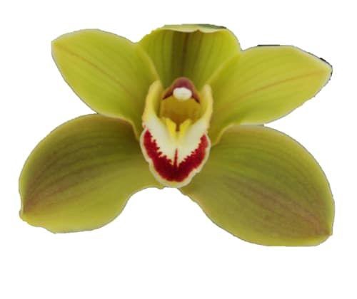 <h4>CYMB T JUNGLE TRAIL</h4>