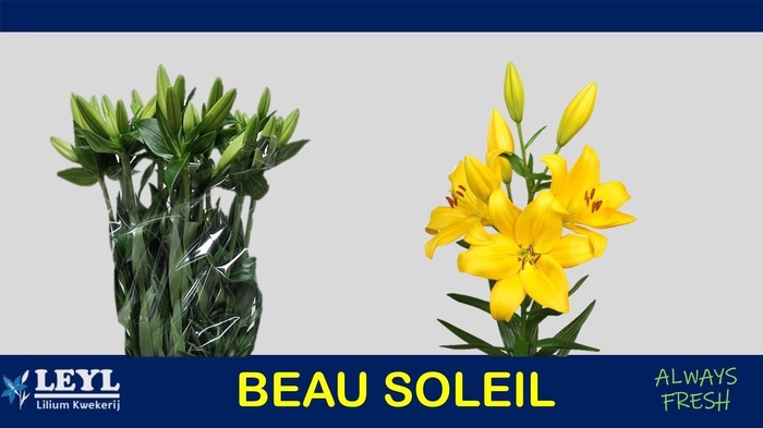 <h4>LI LA BEAU SOLEIL</h4>