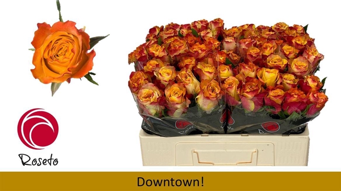 <h4>R Gr Downtown!</h4>