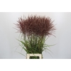 Miscanthus Rotfeder