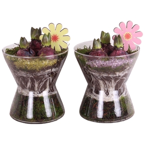 Bulbs Arr. Hyacint Glass Hourglass Ø16cm 3PP