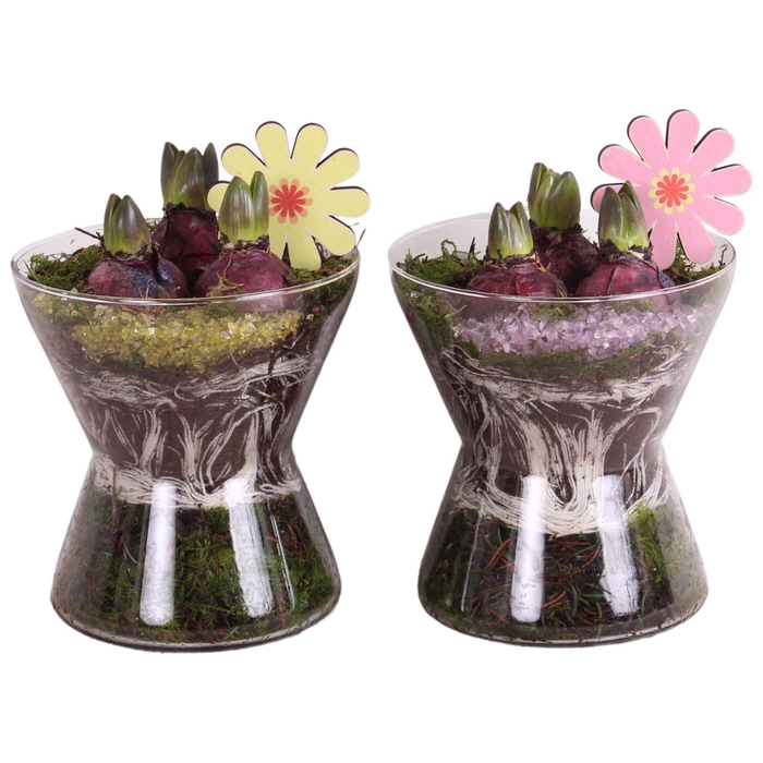 <h4>Bulbs Arr. Hyacint Glass Hourglass Ø16cm 3PP</h4>