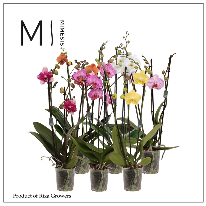 <h4>Phalaenopsis Mix 3 spike - 12cm | Mimesis</h4>