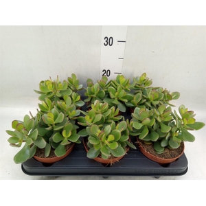 Crassula  'Minova Magic'