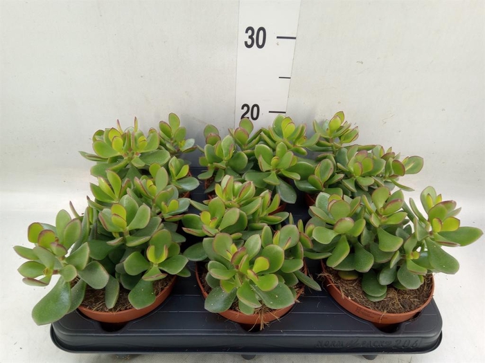 <h4>Crassula  'Minova Magic'</h4>
