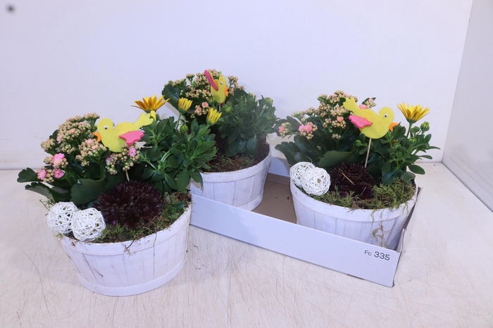 <h4>ARR TUINPLANTEN</h4>