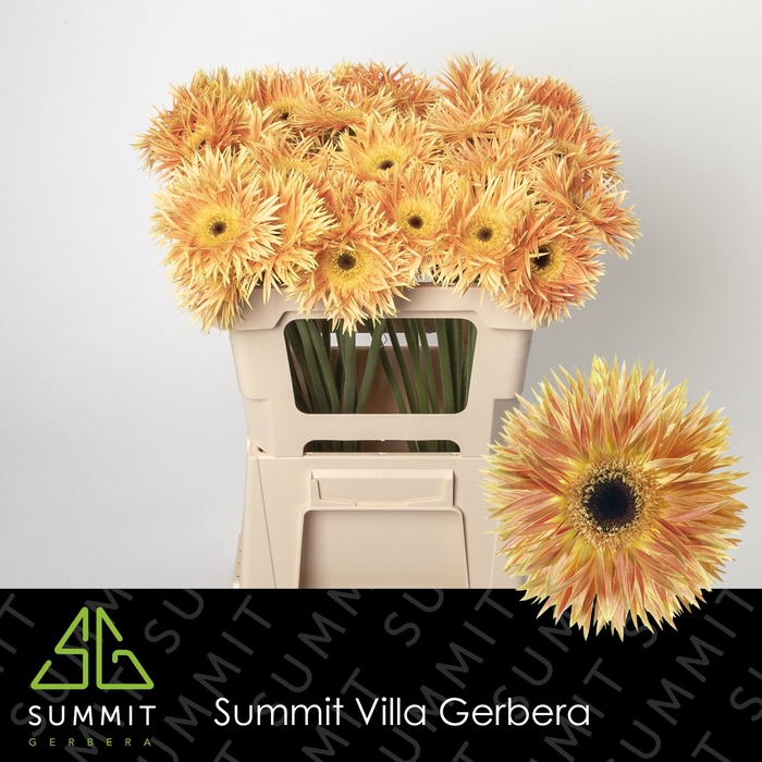 <h4>Gerbera Spider Anacleto Water</h4>