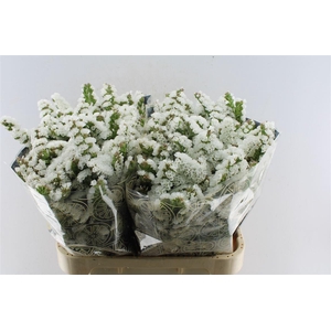 Lim S Wh Starl Wings