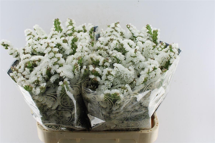 <h4>Lim S Wh Starl Wings</h4>