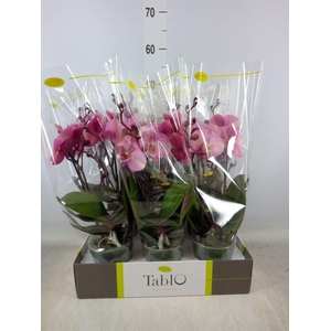 Phalaenopsis   ...rose