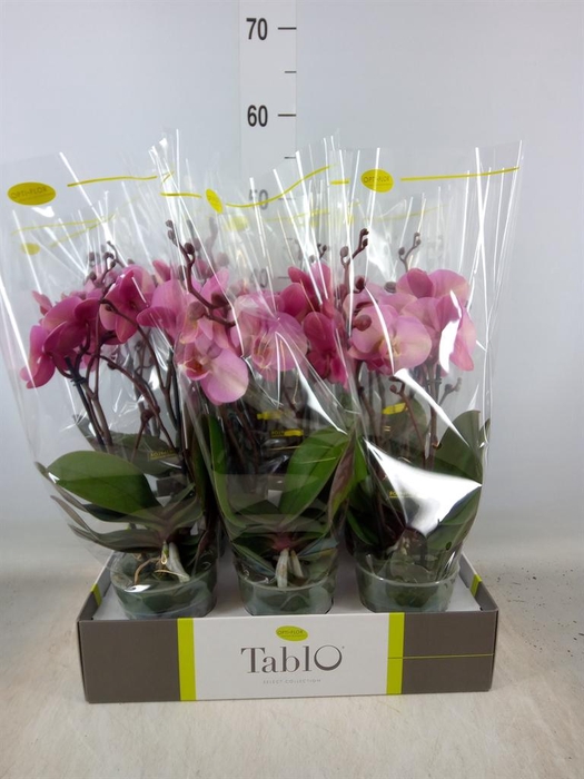 <h4>Phalaenopsis   ...rose</h4>