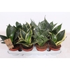 Sansevieria Hahnii gemengd mix