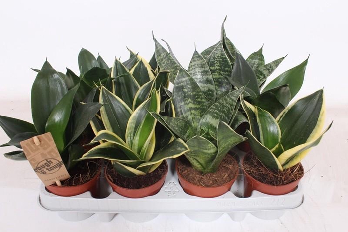 <h4>Sansevieria Hahnii gemengd</h4>