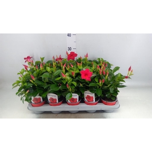 Mandevilla sand. 'Rio Deep Red'