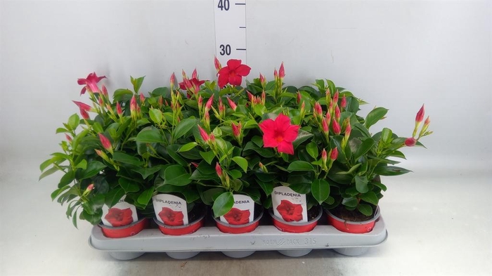 <h4>Mandevilla sand. 'Rio Deep Red'</h4>