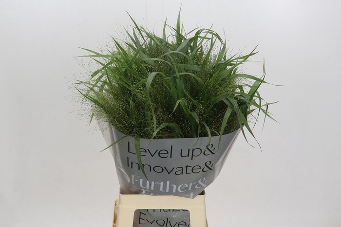 <h4>PANIC VI FONTAINE</h4>