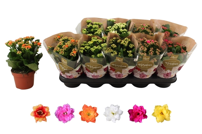 arr8 Kal Ge Ro Gem 6 Kl