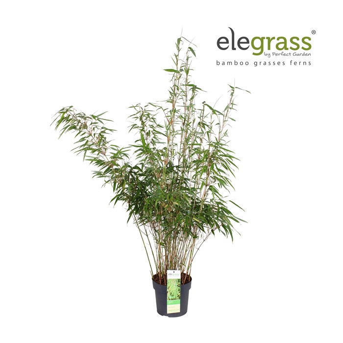 <h4>Fargesia rufa P19</h4>
