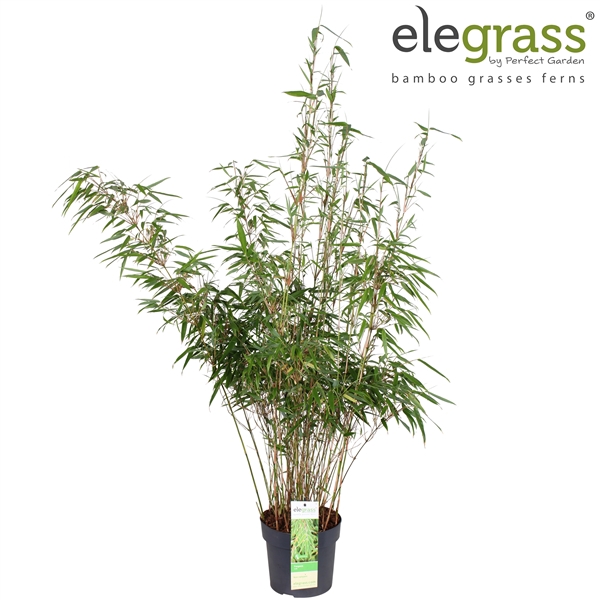 Fargesia rufa P19