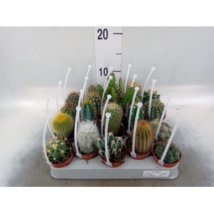 Cactus   ...mix