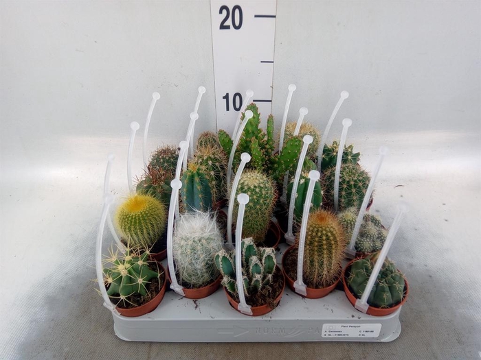 <h4>Cactus   ...mix</h4>