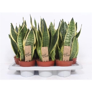 Sansevieria trifasciata 'Futura Superba'