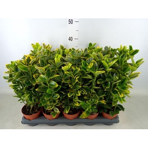 Euonymus japon. 'Aureus'