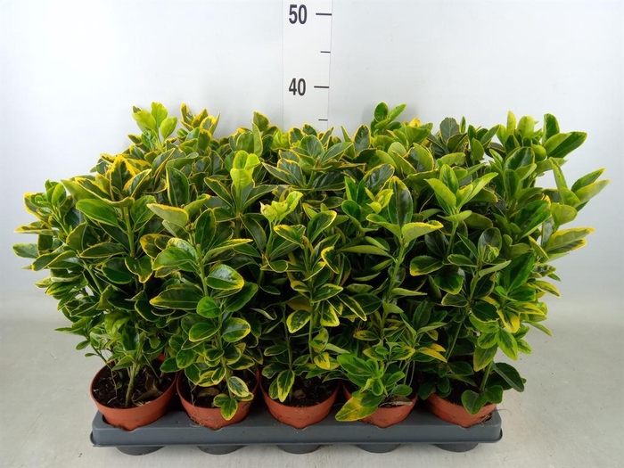 <h4>Euonymus japon. 'Aureus'</h4>