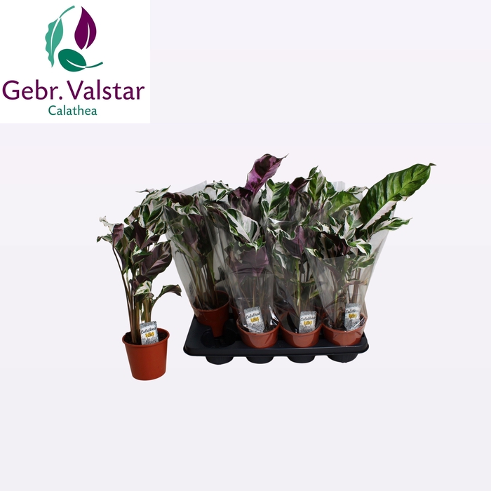 <h4>CALAT FUSION WHITE</h4>