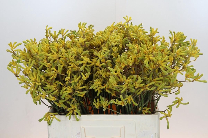 <h4>Anigozanthos Bush Down</h4>