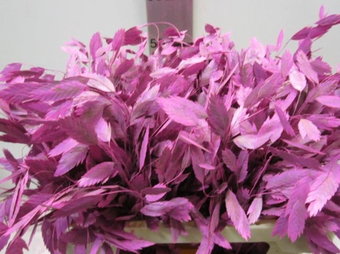 <h4>Chasmanthium Cerise</h4>