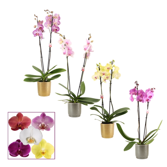 <h4>Phalaenopsis 2 tak 14+ mix in Gabriël (Deco-collection)</h4>