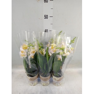 Phalaenopsis multi.   ...yellow