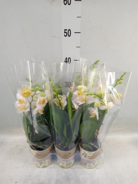 <h4>Phalaenopsis multi.   ...yellow</h4>