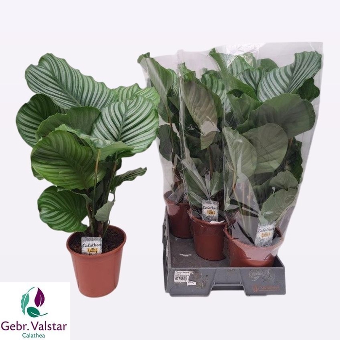 <h4>CALAT ORBIFOLIA</h4>