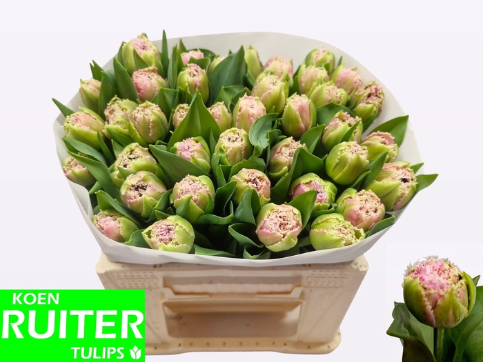 <h4>TU FR CAIRNS</h4>