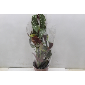 BEGONIA MACULATA P17 PO