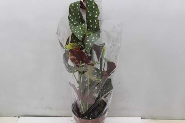 <h4>BEGONIA MACULATA P17 PO</h4>